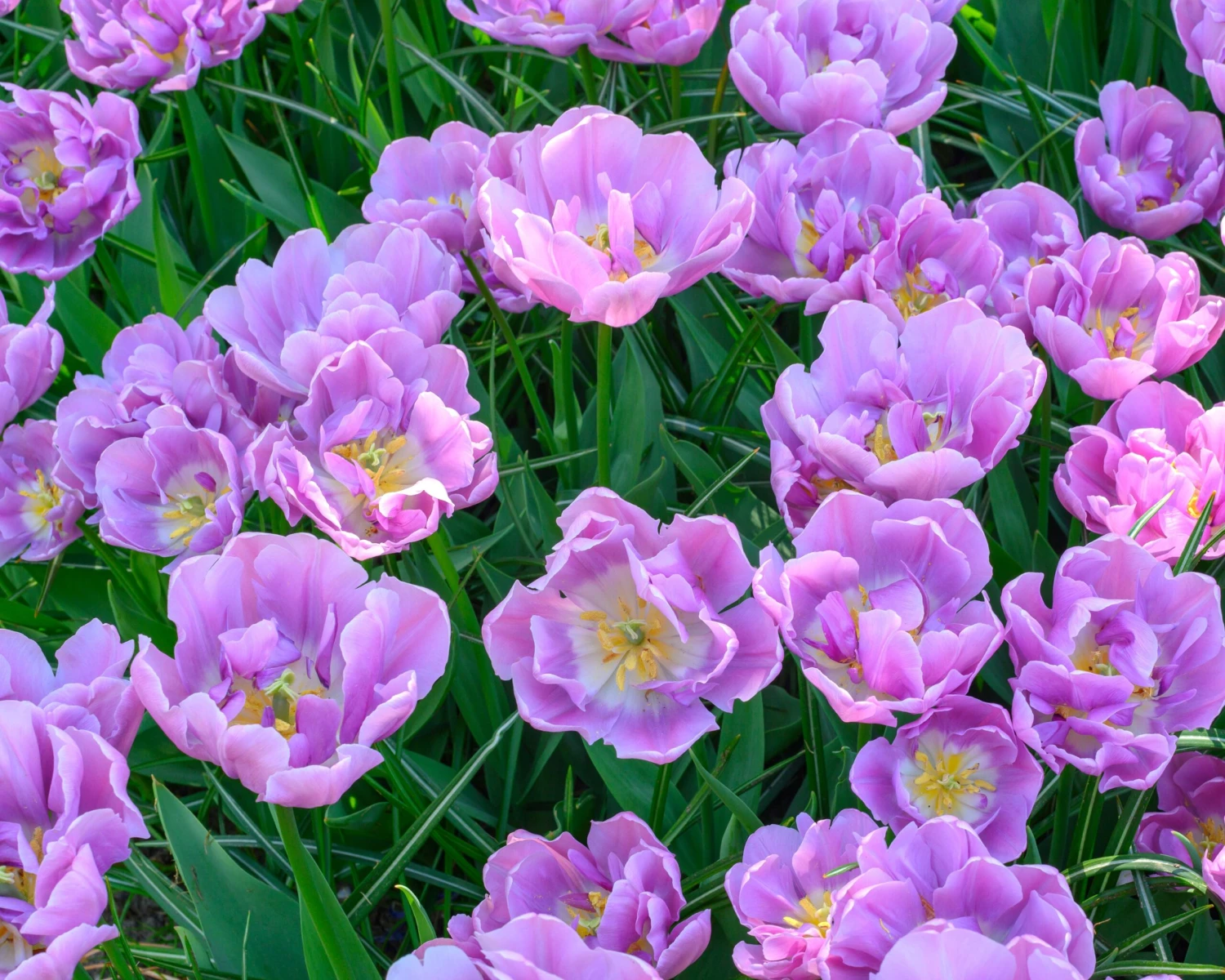 Tulip 'Katinka' 10 Tulip 'Katinka' - Image 8