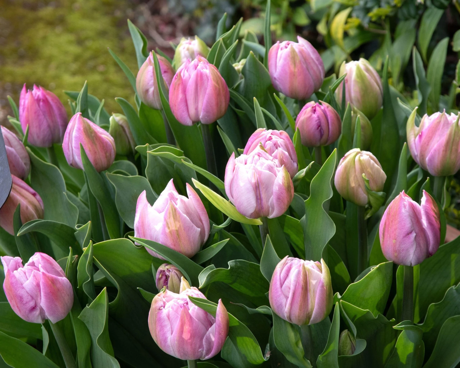 Tulip 'Katinka' 4 Tulip 'Katinka' - Image 2