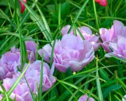 Tulip 'Katinka' 15 Tulip 'Katinka' -Beauty Flowers Shop tulip katinka 2