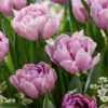 Tulip 'Katinka' -Beauty Flowers Shop tulip katinka 6