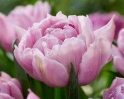 Tulip 'Katinka' 18 Tulip 'Katinka' -Beauty Flowers Shop tulip katinka 7