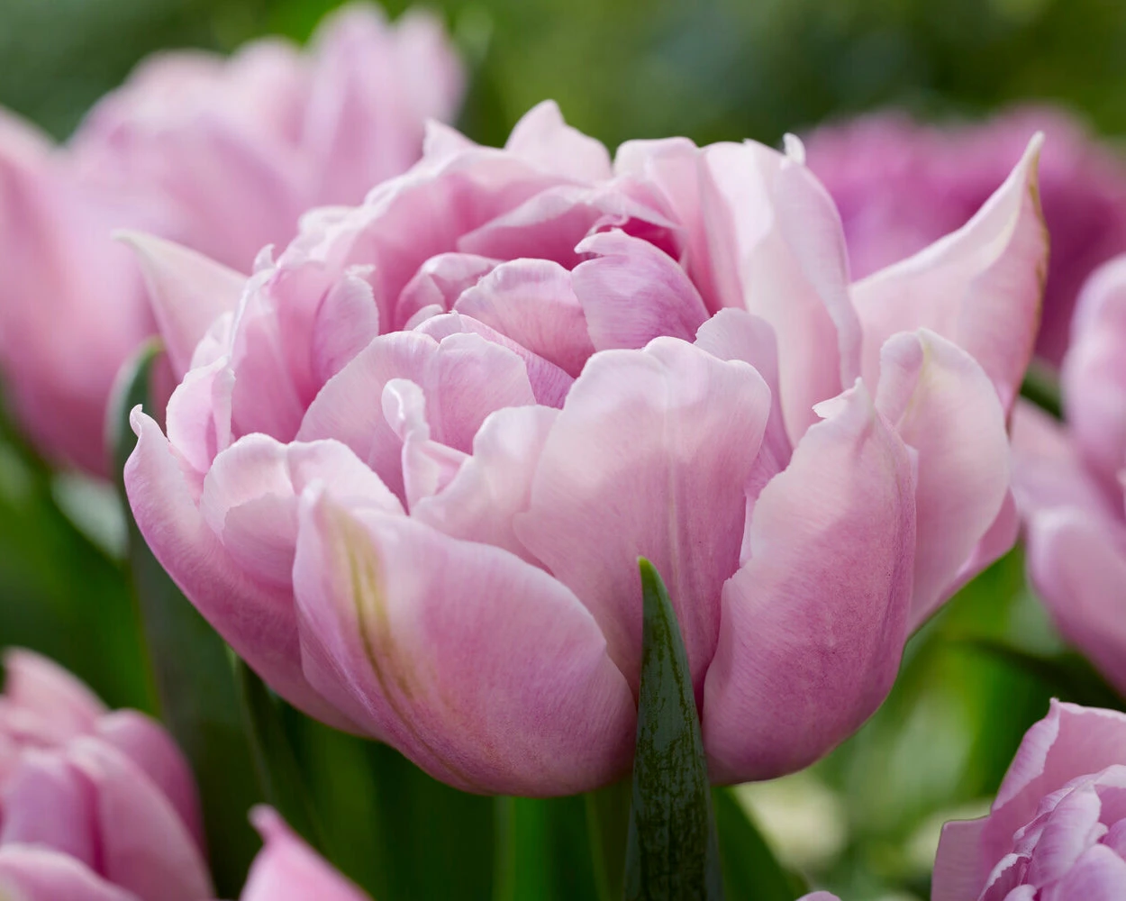 Tulip 'Katinka' 9 Tulip 'Katinka' - Image 7