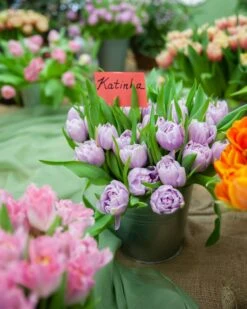 Tulip 'Katinka' 17 Tulip 'Katinka' -Beauty Flowers Shop tulip katinka 9