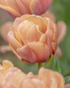 Featured Products 13 Tulip 'La Belle Époque'
