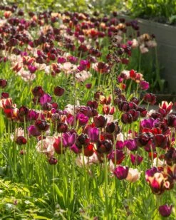 Tulip 'La Belle Époque' -Beauty Flowers Shop tulip la belle epoque 1