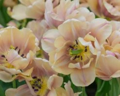 Tulip 'La Belle Époque' -Beauty Flowers Shop tulip la belle epoque 2