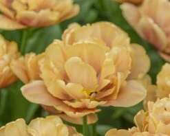 Tulip 'La Belle Époque' -Beauty Flowers Shop tulip la belle epoque 3