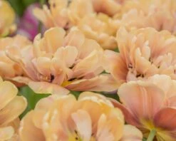 Tulip 'La Belle Époque' -Beauty Flowers Shop tulip la belle epoque 4