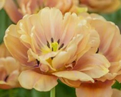 Tulip 'La Belle Époque' -Beauty Flowers Shop tulip la belle epoque 5