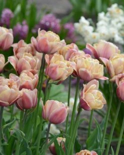 Tulip 'La Belle Époque' -Beauty Flowers Shop tulip la belle epoque 6