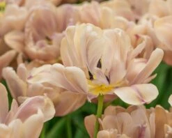 Tulip 'La Belle Époque' -Beauty Flowers Shop tulip la belle epoque 8