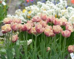 Tulip 'La Belle Époque' -Beauty Flowers Shop tulip la belle epoque 9