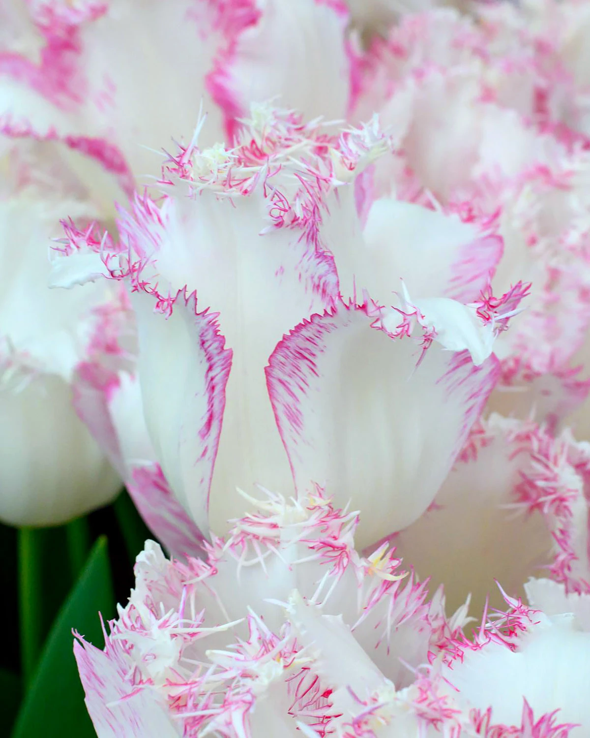 Tulip 'Lady Smile' 3 Tulip 'Lady Smile'