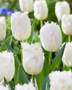 Tulip 'Lady Smile' 15 Tulip 'Lady Smile' -Beauty Flowers Shop tulip lady smile 6