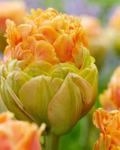 Tulip 'Le Lavandou' -Beauty Flowers Shop tulip le lavandou 1