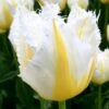 Tulip 'Lemon Beauty' 1 Tulip 'Lemon Beauty' -Beauty Flowers Shop tulip lemon beauty 00