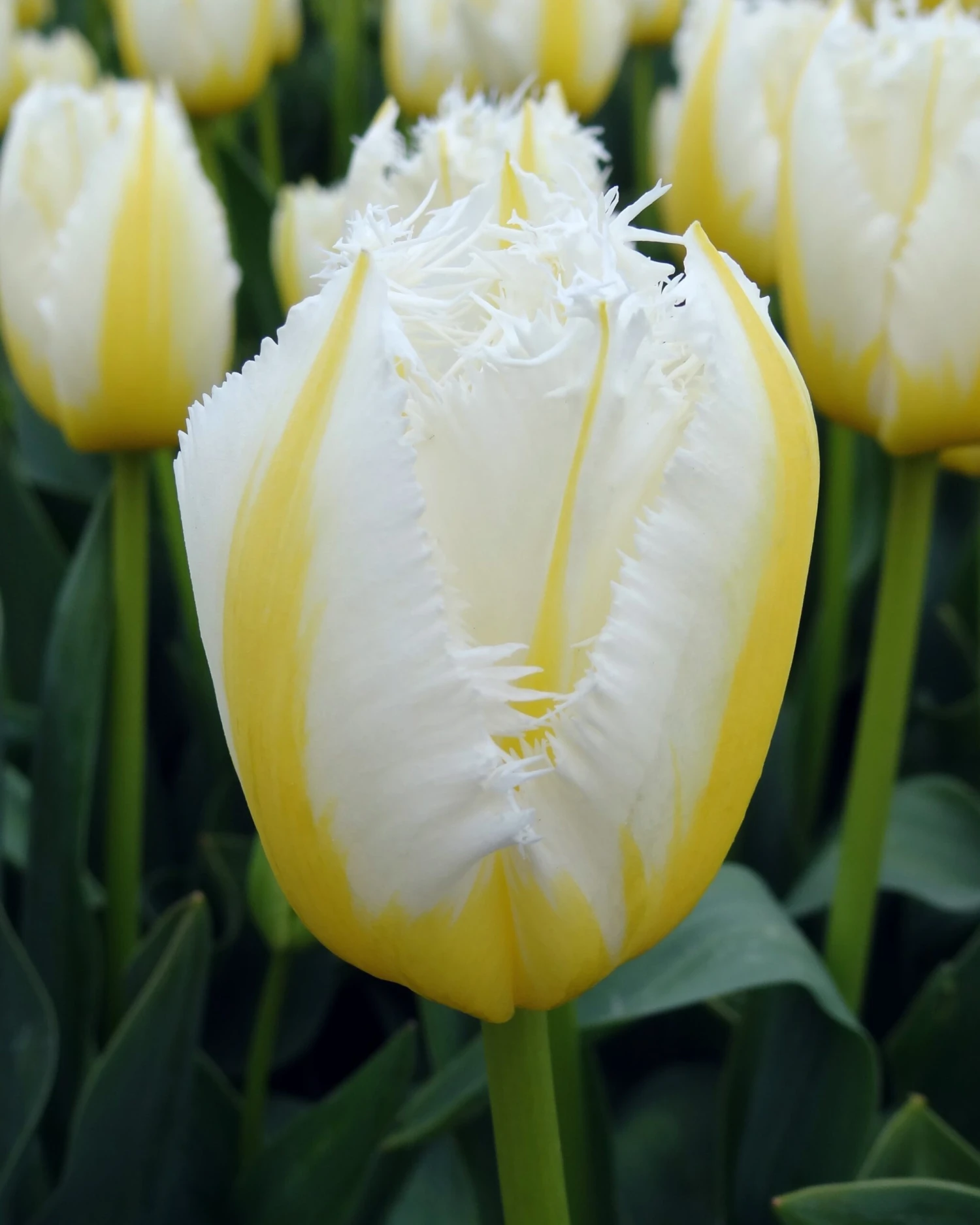 Tulip 'Lemon Beauty' 9 Tulip 'Lemon Beauty' - Image 7