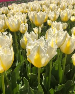 Tulip 'Lemon Beauty' 18 Tulip 'Lemon Beauty' -Beauty Flowers Shop tulip lemon beauty 03