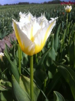Tulip 'Lemon Beauty' 19 Tulip 'Lemon Beauty' -Beauty Flowers Shop tulip lemon beauty 04
