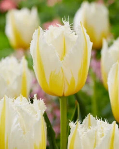 Tulip 'Lemon Beauty' 13 Tulip 'Lemon Beauty' -Beauty Flowers Shop tulip lemon beauty 2