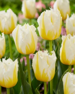 Tulip 'Lemon Beauty' 15 Tulip 'Lemon Beauty' -Beauty Flowers Shop tulip lemon beauty 3