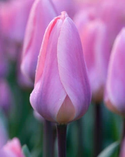 Tulip 'Light And Dreamy' 13 Tulip 'Light And Dreamy' -Beauty Flowers Shop tulip light and dreamy 01