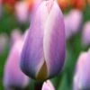 Tulip 'Light And Dreamy' 2 Tulip 'Light And Dreamy' -Beauty Flowers Shop tulip light and dreamy 1