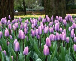 Tulip 'Light And Dreamy' 17 Tulip 'Light And Dreamy' -Beauty Flowers Shop tulip light and dreamy 2