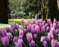 Tulip 'Light And Dreamy' 15 Tulip 'Light And Dreamy' -Beauty Flowers Shop tulip light and dreamy 4