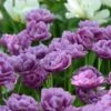 Tulip 'Lilac Perfection' 1 Tulip 'Lilac Perfection' -Beauty Flowers Shop tulip lilac perfection 1