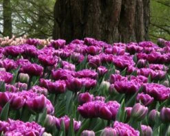 Tulip 'Lilac Perfection' 12 Tulip 'Lilac Perfection' -Beauty Flowers Shop tulip lilac perfection 1 da4c6f67 bc15 4e65 a5b1 7e140c67adca