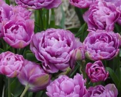 Tulip 'Lilac Perfection' 10 Tulip 'Lilac Perfection' -Beauty Flowers Shop tulip lilac perfection 2