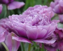 Tulip 'Lilac Perfection' 11 Tulip 'Lilac Perfection' -Beauty Flowers Shop tulip lilac perfection 3