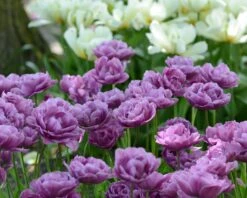 Tulip 'Lilac Perfection' 13 Tulip 'Lilac Perfection' -Beauty Flowers Shop tulip lilac perfection 4