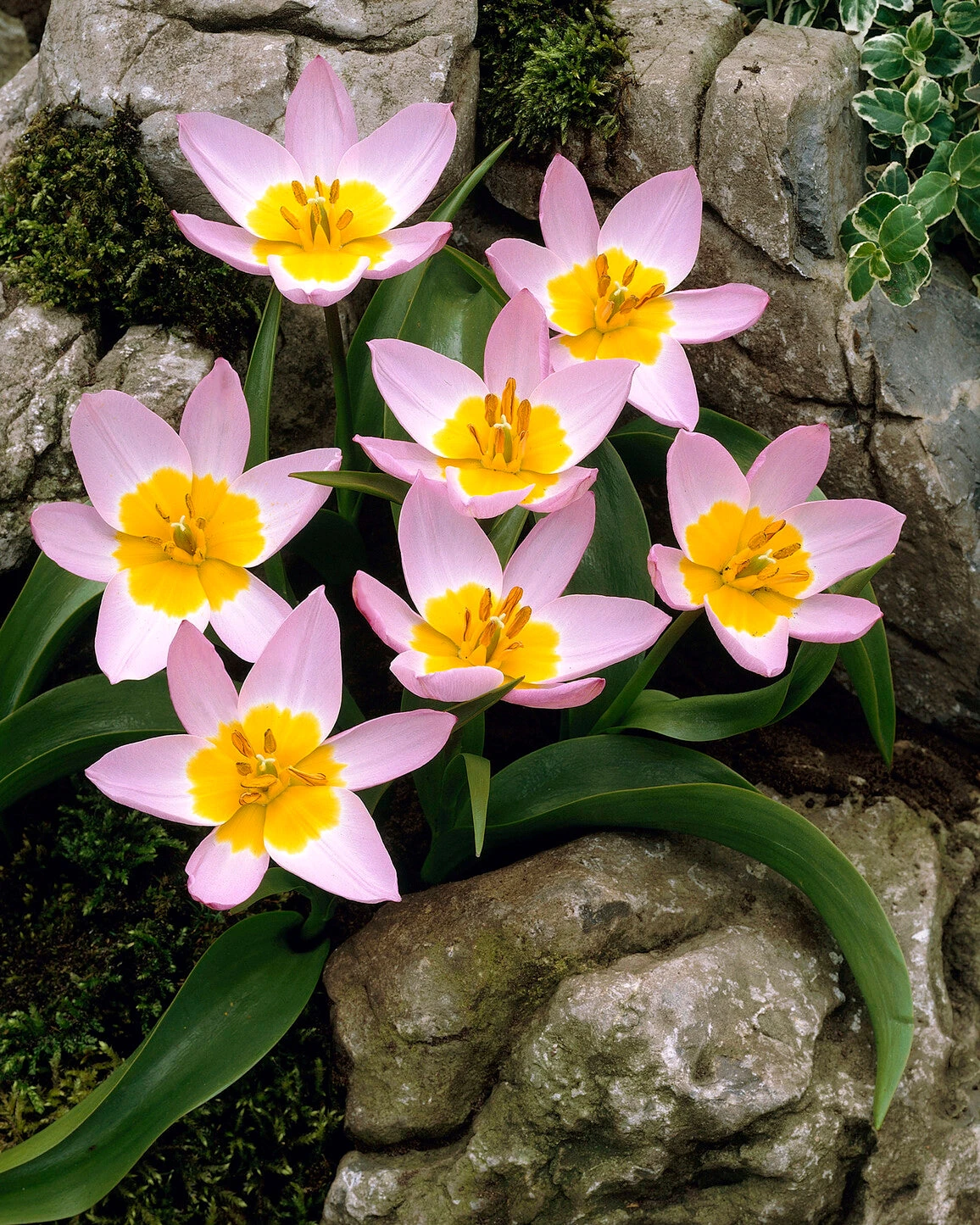 Tulip 'Lilac Wonder' 4 Tulip 'Lilac Wonder' - Image 2