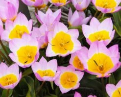 Tulip 'Lilac Wonder' 15 Tulip 'Lilac Wonder' -Beauty Flowers Shop tulip lilac wonder 4