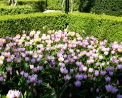 Tulip 'Lilac Wonder' 14 Tulip 'Lilac Wonder' -Beauty Flowers Shop tulip lilca wonder 6