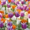 Tulip 'Lily-Flowering Mixed' 1 Tulip 'Lily-Flowering Mixed' -Beauty Flowers Shop tulip lily flowering mixed colours 1