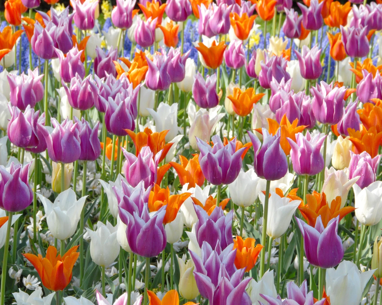 Tulip 'Lily-Flowering Mixed' 4 Tulip 'Lily-Flowering Mixed' - Image 2