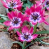 Tulip 'Little Beauty' 2 Tulip 'Little Beauty' -Beauty Flowers Shop tulip little beauty 00