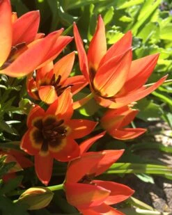 Tulip 'Little Princess' 31 Tulip 'Little Princess' -Beauty Flowers Shop tulip little princess 00