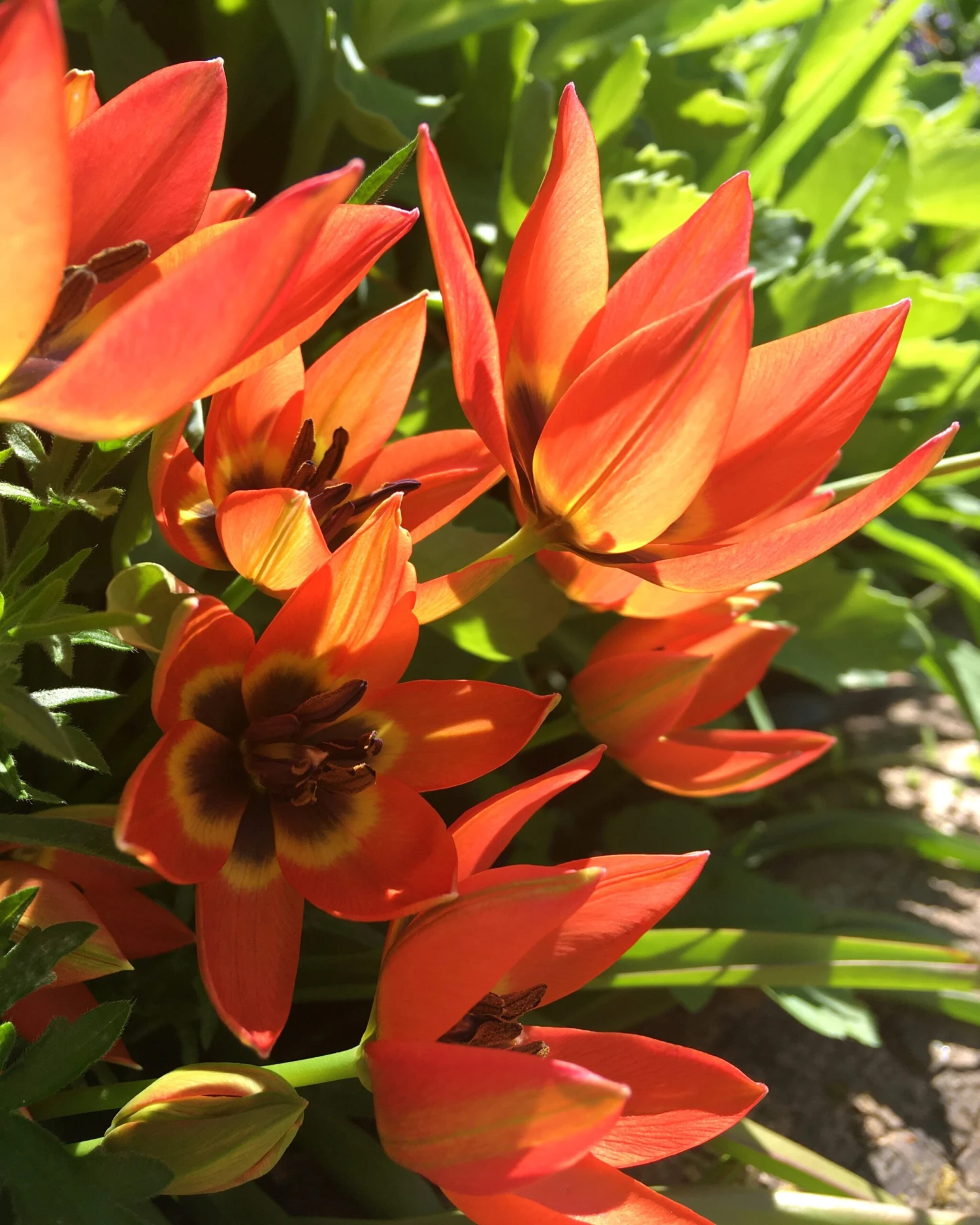 Tulip 'Little Princess' 16 Tulip 'Little Princess' - Image 14