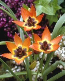 Tulip 'Little Princess'