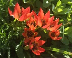 Tulip 'Little Princess' 29 Tulip 'Little Princess' -Beauty Flowers Shop tulip little princess 01