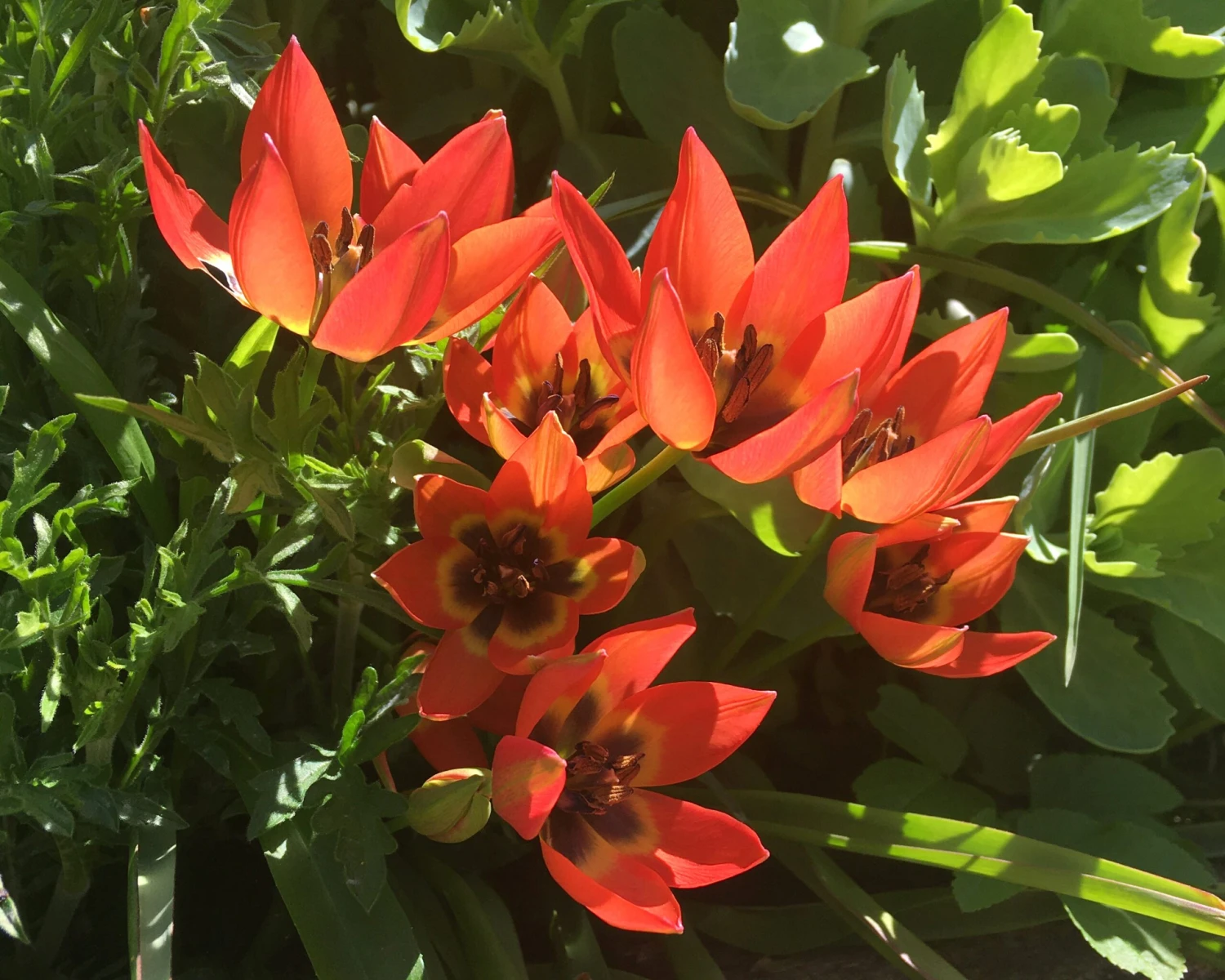 Tulip 'Little Princess' 14 Tulip 'Little Princess' - Image 12