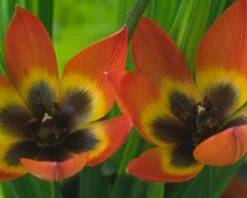 Tulip 'Little Princess' 23 Tulip 'Little Princess' -Beauty Flowers Shop tulip little princess 10