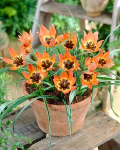 Tulip 'Little Princess' 22 Tulip 'Little Princess' -Beauty Flowers Shop tulip little princess 1 6baeda67 98a7 432c acc9 5d627d6b960a