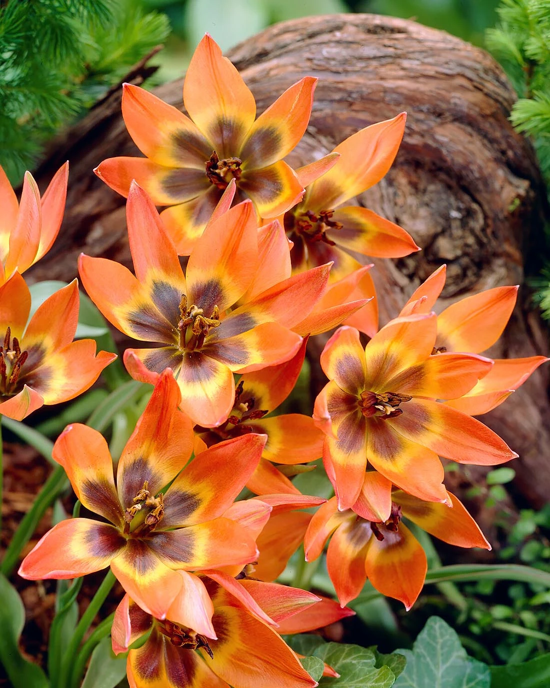 Tulip 'Little Princess' 4 Tulip 'Little Princess' - Image 2