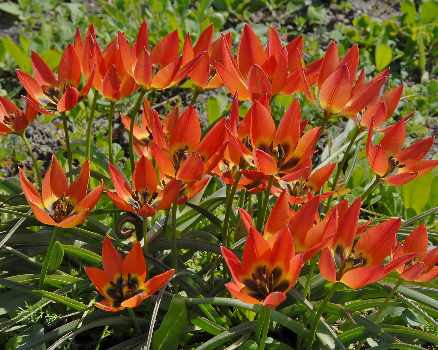 Tulip 'Little Princess' 10 Tulip 'Little Princess' - Image 8