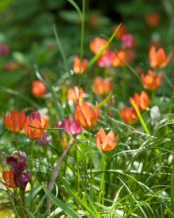 Tulip 'Little Princess' 30 Tulip 'Little Princess' -Beauty Flowers Shop tulip little princess 4 97572ecd 11bc 4548 ad1a 5e97173e150e